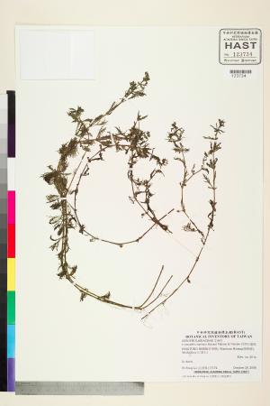 <a href="https://brmas.openmuseum.tw/muse/digi_object/1d2857a2c1dfecd8cd7b74fce675c970" target="_blank">長柄石龍尾／中央研究院生物多樣性研究博物館植物標本館 (HAST)</a>