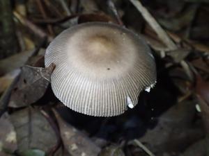 Amanita battarrae(黑灰鵝膏)