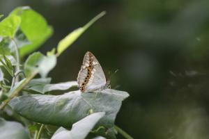 <a href="https://taieol.tw/muse/digi_object/617ce65a46a2bc2ca700d0a6f85d25c4" target="_blank">普氏白蛺蝶／By：modrawnu1984／iNaturalist</a>
