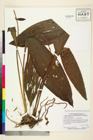 <a href="https://brmas.openmuseum.tw/muse/digi_object/1d3c20add469ba60a42164d086e72bf3" target="_blank">翹距根節蘭／中央研究院生物多樣性研究博物館植物標本館 (HAST)</a>