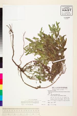 <a href="https://brmas.openmuseum.tw/muse/digi_object/1d6c8ec701b57ca01fb80c20bf7a833a" target="_blank">伏毛天芹菜／中央研究院生物多樣性研究博物館植物標本館 (HAST)</a>