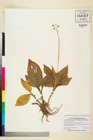 <a href="https://brmas.openmuseum.tw/muse/digi_object/1d80f924d80b541faf9dbfaca8d3f582" target="_blank">紅花羊耳蒜／中央研究院生物多樣性研究博物館植物標本館 (HAST)</a>