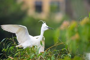 <a href="https://taieol.tw/muse/digi_object/907679a18c99b304eaddc8fb640ab355" target="_blank">小白鷺／By：bentsai／iNaturalist</a>