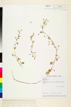 <a href="https://brmas.openmuseum.tw/muse/digi_object/1d89fb8ca3b7c5dd2adabd5798800ba5" target="_blank">圓葉金午時花／中央研究院生物多樣性研究博物館植物標本館 (HAST)</a>