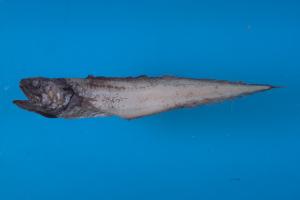 <a href="https://brmas.openmuseum.tw/muse/digi_object/79dc3d89cdd091aa709e408498e5ba12" target="_blank">熊吉單趾鼬魚／中央研究院生物多樣性研究博物館動物標本館 (ASIZ)</a>