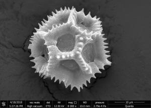 <a href="https://ntm-naturearchive.openmuseum.tw/muse/digi_object/dbce284a0b32fa6cb91b48317cdfcc95" target="_blank">刀傷草／國立臺灣博物館</a>
