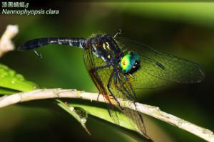 <a href="https://taieol.tw/muse/digi_object/8de4592feca8225e1a038bd16dc9444f" target="_blank">漆黑蜻蜓／By：曹美華／台灣蜻蜓網路圖鑑The Dragonflies of Taiwan</a>