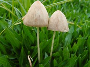 Conocybe albipes(乳白錐蓋傘)