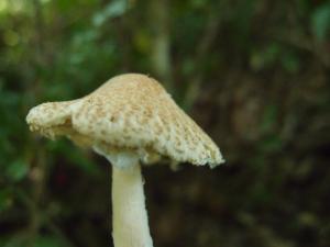 Lepiota clypeolaria(細環柄菇)