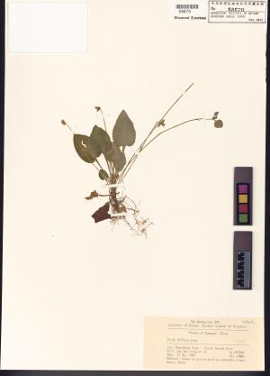 <a href="https://brmas.openmuseum.tw/muse/digi_object/1dca181afff085ff00ee55cf360ab534" target="_blank">茶匙黃／中央研究院生物多樣性研究博物館植物標本館 (HAST)</a>