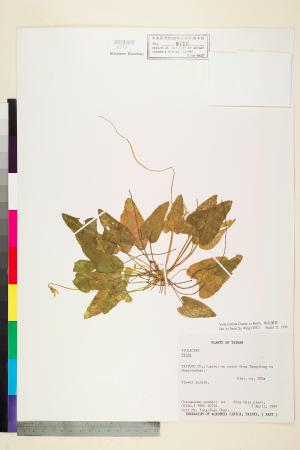 <a href="https://brmas.openmuseum.tw/muse/digi_object/1dd539bb866f632a693ed9ed3f09d083" target="_blank">短毛堇菜／中央研究院生物多樣性研究博物館植物標本館 (HAST)</a>