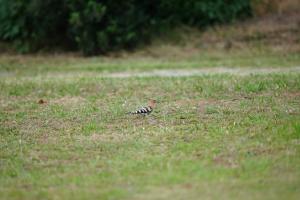 <a href="https://taieol.tw/muse/digi_object/0fad5202bc2ef7aadc0a3cd36b54b4dd" target="_blank">戴勝／By：rururubisco／iNaturalist</a>