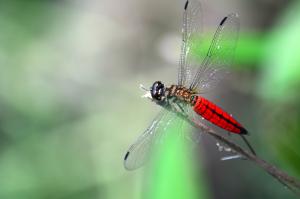 <a href="https://taieol.tw/muse/digi_object/e56b856db43b670b55935c2a0f36a2ad" target="_blank">廣腹蜻蜓／By：aru／iNaturalist</a>