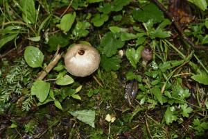 Lepiota ventriosospora(梭孢環柄菇)