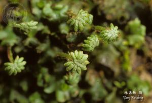 Y3134-Marchantia polymorpha.jpg