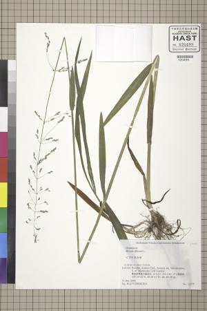 <a href="https://brmas.openmuseum.tw/muse/digi_object/1e38f58387e8de7083d90371b1d3f69a" target="_blank">栗草／中央研究院生物多樣性研究博物館植物標本館 (HAST)</a>