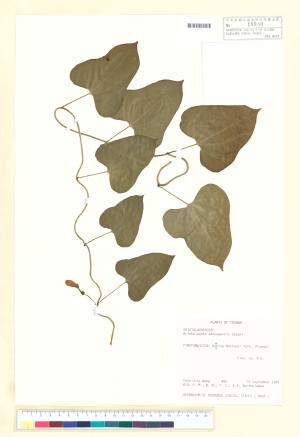 <a href="https://brmas.openmuseum.tw/muse/digi_object/1e3a0d07b0fff2eed889e79237eab7e4" target="_blank">港口馬兜鈴／中央研究院生物多樣性研究博物館植物標本館 (HAST)</a>