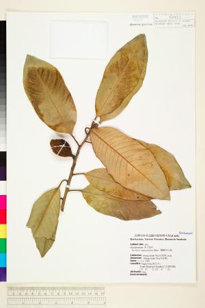 <a href="https://brmas.openmuseum.tw/muse/digi_object/1e49f672131a0010b5a4c1185ee8ea62" target="_blank">蘭嶼肉豆蔻／中央研究院生物多樣性研究博物館植物標本館 (HAST)</a>