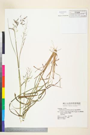 <a href="https://brmas.openmuseum.tw/muse/digi_object/1e50524a548838feac0e81caab6baa88" target="_blank">細柄草／中央研究院生物多樣性研究博物館植物標本館 (HAST)</a>