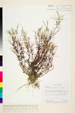 <a href="https://brmas.openmuseum.tw/muse/digi_object/1e5973e42ec27404229bd12838452bf4" target="_blank">闊柱柳葉菜／中央研究院生物多樣性研究博物館植物標本館 (HAST)</a>