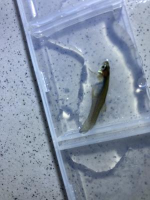 <a href="https://taieol.tw/muse/digi_object/04f56595d98f760f08fd35fa72701dc6" target="_blank">食蚊魚／By：dashlin／iNaturalist</a>