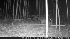 <a href="https://taieol.tw/muse/digi_object/4e372df87aa87a8a24c9aaee9d03dcf1" target="_blank">白鼻心／By：rickyp／iNaturalist</a>