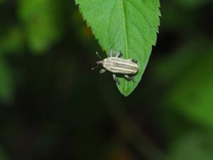 <a href="https://taieol.tw/muse/digi_object/e4eada0856ae5fd37351fce4427db2a1" target="_blank">Sternuchopsis waltoni／By：max822／iNaturalist</a>