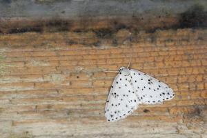 <a href="https://taieol.tw/muse/digi_object/f1d55d5c239648fce95fef7ef514b252" target="_blank">Naxidia punctata／By：papilioshih／iNaturalist</a>