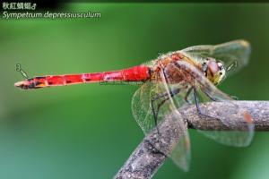 14-41 秋紅蜻蜓