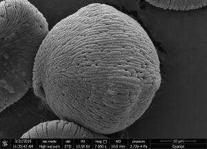 <a href="https://ntm-naturearchive.openmuseum.tw/muse/digi_object/b9c434bc67bc8471d6ecda3bee37a6c9" target="_blank">大花曼陀羅／國立臺灣博物館</a>