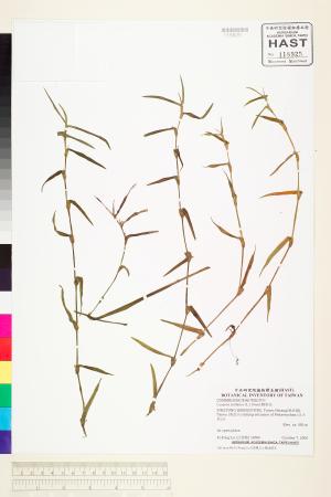 <a href="https://brmas.openmuseum.tw/muse/digi_object/1e932f61f790064566118368b92c69ca" target="_blank">鞘苞花／中央研究院生物多樣性研究博物館植物標本館 (HAST)</a>