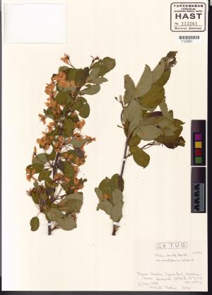 <a href="https://brmas.openmuseum.tw/muse/digi_object/1ed8984daec9eaed1051cb6954d41dca" target="_blank">蘋果屬／中央研究院生物多樣性研究博物館植物標本館 (HAST)</a>