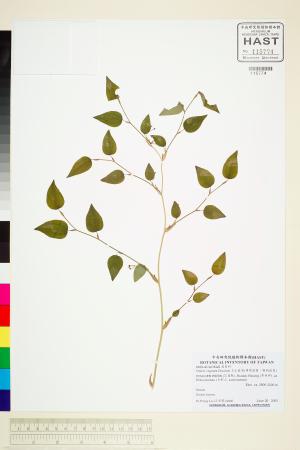 <a href="https://brmas.openmuseum.tw/muse/digi_object/1ede9398a6a63a1a4aaf677065a6b0f0" target="_blank">玉山菝葜(薄葉菝葜、鞘柄菝葜)／中央研究院生物多樣性研究博物館植物標本館 (HAST)</a>