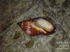 <a href="https://taieol.tw/muse/digi_object/8eea3e74c6ffee27109e4d9312b11cc2" target="_blank">橄欖螺／By：陳育賢／陳育賢</a>