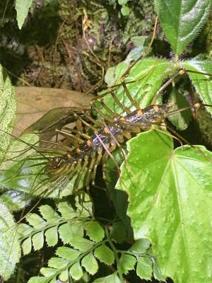 <a href="https://taieol.tw/muse/digi_object/14dcd1391ec83e9e8c2b6ce1de55e950" target="_blank">Thereuopoda clunifera／By：zhongting／iNaturalist</a>