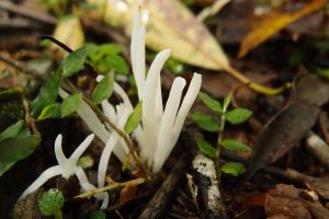 Clavaria fragilis(碎白珊瑚菌)