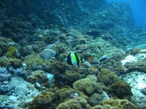 <a href="https://taieol.tw/muse/digi_object/b6cd7ea4e8150cd00babbaf8214e28f7" target="_blank">角蝶魚／By：ahan88／iNaturalist</a>