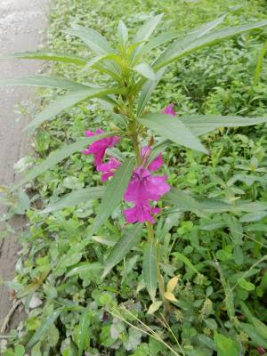 <a href="https://taieol.tw/muse/digi_object/b2f8348e4780c02b4c1eef5cac8bd653" target="_blank">鳳仙花／By：luoycy／iNaturalist</a>