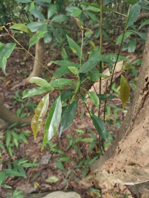 <a href="https://taieol.tw/muse/digi_object/3b494a623a7d17ea441d824bfcc3a51e" target="_blank">薯豆／By：enkn／iNaturalist</a>