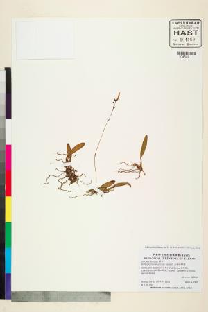 <a href="https://brmas.openmuseum.tw/muse/digi_object/1f40a74b2a7b2d3f489a717f08b7e2cb" target="_blank">長軸捲瓣蘭／中央研究院生物多樣性研究博物館植物標本館 (HAST)</a>