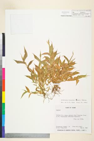 <a href="https://brmas.openmuseum.tw/muse/digi_object/1f45689eaaa75f5890df5afcb483e245" target="_blank">藎草／中央研究院生物多樣性研究博物館植物標本館 (HAST)</a>