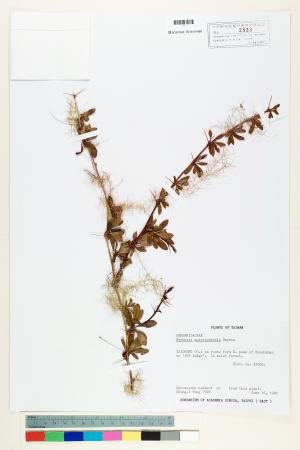<a href="https://brmas.openmuseum.tw/muse/digi_object/1f5b1d6a10ea04b27dab9a6ee5a34a58" target="_blank">玉山小檗／中央研究院生物多樣性研究博物館植物標本館 (HAST)</a>