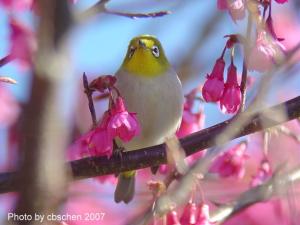 <a href="https://taieol.tw/muse/digi_object/689a4c80da7d17b8a804d9a2edc5c571" target="_blank">日菲繡眼／By：陳添財／臺灣物種名錄(TaiCOL)</a>