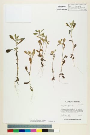 <a href="https://brmas.openmuseum.tw/muse/digi_object/1f74fd2a8e1d55b019b714f574ff316d" target="_blank">匙葉鼠麴草／中央研究院生物多樣性研究博物館植物標本館 (HAST)</a>