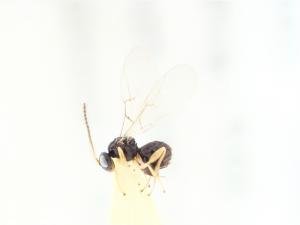 <a href="https://taieol.tw/muse/digi_object/6404f61a9a8621566c8a3910547f80ab" target="_blank">Cycloneuroterus ergei／By：唐昌廸／唐昌廸</a>