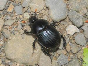 蓬萊雪隱金龜Phelotrupes (Eogeotrupes) formosanus (Miwa, 1930) 