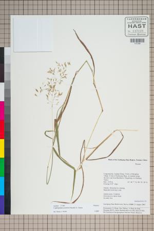 <a href="https://brmas.openmuseum.tw/muse/digi_object/1f7f3e07b4229f8d75c5b579de00997a" target="_blank">硬稈子草／中央研究院生物多樣性研究博物館植物標本館 (HAST)</a>