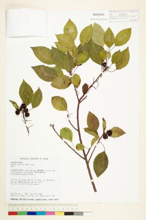<a href="https://brmas.openmuseum.tw/muse/digi_object/1f96c9e76fae326aae34e7a70b28f3ba" target="_blank">白臼／中央研究院生物多樣性研究博物館植物標本館 (HAST)</a>