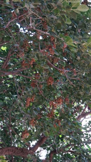 <a href="https://taieol.tw/muse/digi_object/9545a9d8368479a2b69fe7c812fa0d57" target="_blank">茄冬／By：chiehliangchen／iNaturalist</a>