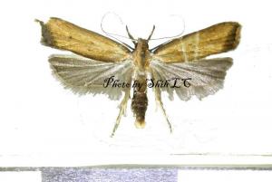 <a href="https://taieol.tw/muse/digi_object/5bbe5e7d1b34dc943889c0291dfa40ae" target="_blank">Dichomeris picrocarpa (Meyrick／By：施禮正／臺灣蛾訊 MOTHS of Taiwan</a>